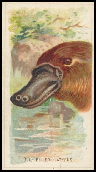 N25 Duck-Billed Platypus.jpg